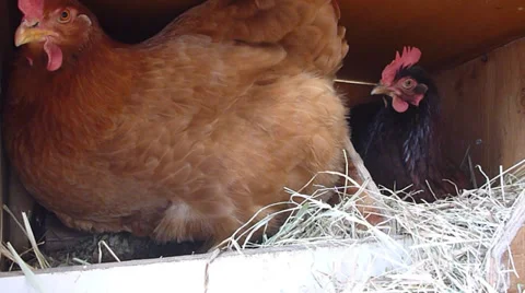 Chicken Cops Stock Footage 36184534