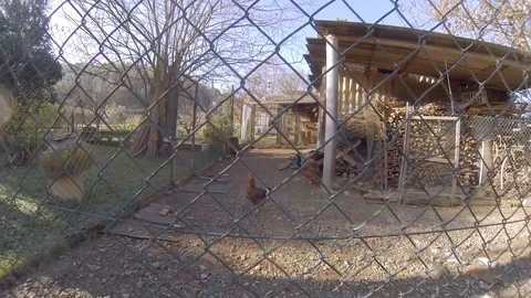 Chicken from the countryside Stock Footage 103573161