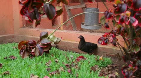Chicken Coup 2 Stock Footage 11354145