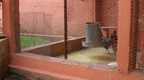 Chicken Coup 3 Stock Footage 11354144