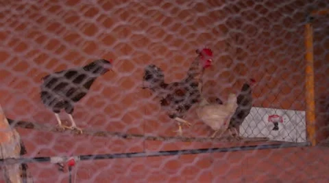 Chicken Coup 4 Stock Footage 11354307
