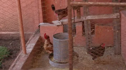 Chicken Coup 5 Video stock 11354320