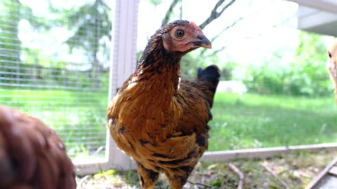 Chicken in coup looking around Stock Footage 239913339