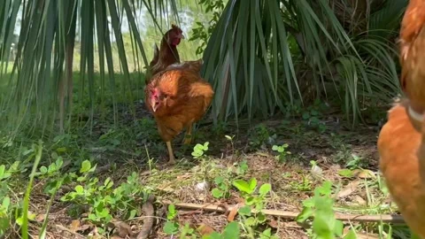 Chicken with a crooked neck Stock Footage 270982761