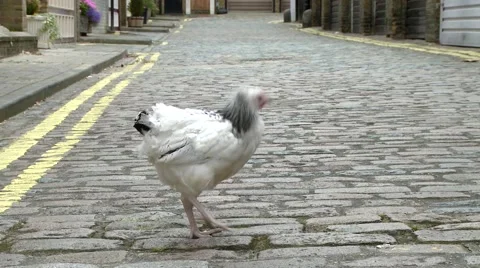 Chicken Crossing The Road 库存影片 50393576