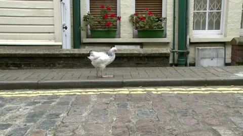 Chicken Crossing The Road 库存影片 50393584