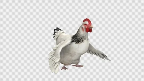Chicken dance - 3d render looped with alpha channel. Stock Footage 261524154