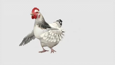Chicken dance - 3d render looped with alpha channel. Stock Footage 261525383