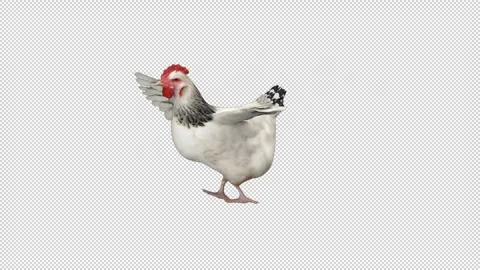 Chicken dance - 3d render looped with alpha channel. Stock Footage 261527053