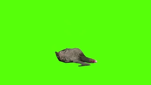 Chicken Death Green Screen Animation 4k Rendering Stock Footage 296973025