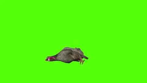 Chicken Death Green Screen Animation 4k Rendering Stock Footage 296973050