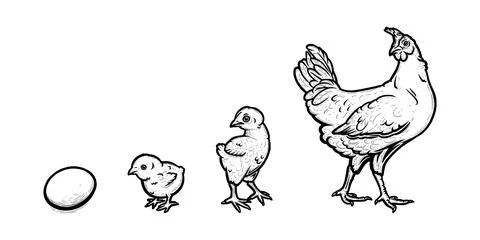 Chicken development from egg to hen. Growth of a bird in four stages. Vector Stock Illustration