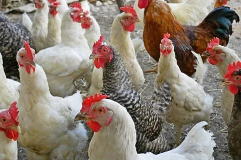 Chicken of different breed on the poultry yard Stock Photos