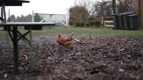 Chicken digging in the dirt 스톡 동영상 219023085