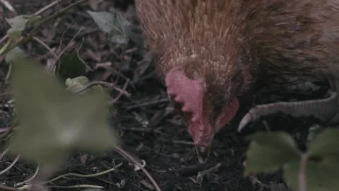 Chicken Digging for Food under a Tree Stock Footage 236123875