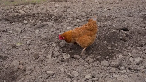 Chicken digging in ground. Hen walking o... | Stock Video | Pond5