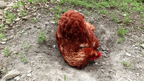 Chicken dirt bathing on free range farm Stock Footage 172546734