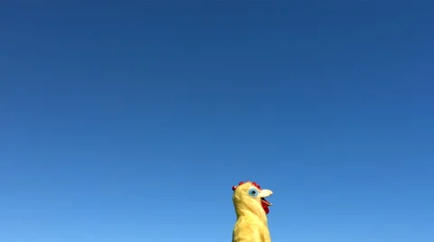 Chicken does a flip in sky, slow motion Stock-Footage 61669560