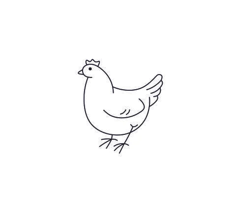 Chicken drawing Stock Illustration