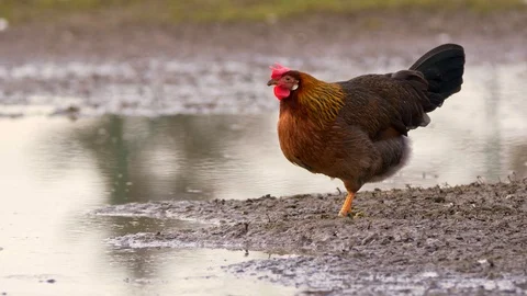 Chicken drinking from puddle 스톡 동영상 85902983