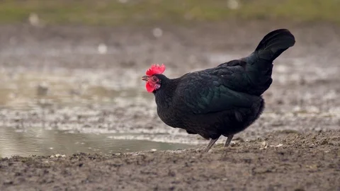 Chicken drinking from puddle Stock-Footage 85938640