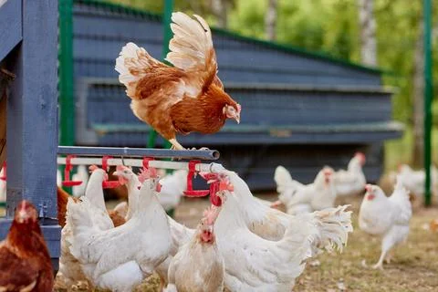 Chicken drinking water from a drinker at chicken eco farm, free range chick.. Stock Photos
