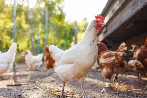Chicken drinking water from a drinker at chicken eco farm, free range chick.. Stock Photos