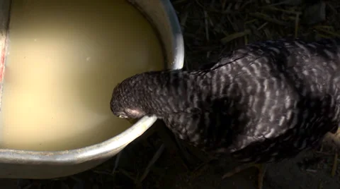Chicken drinking water Stock Footage 36839934