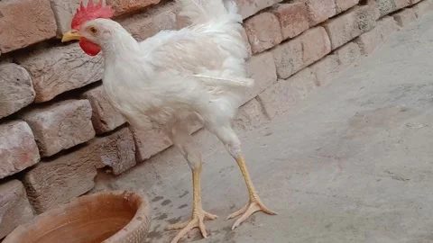 Chicken Drinking Water in Front of the Camera Stock Footage 346738067