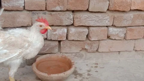 Chicken Drinking Water in a Natural Setting Stock Footage 346738066
