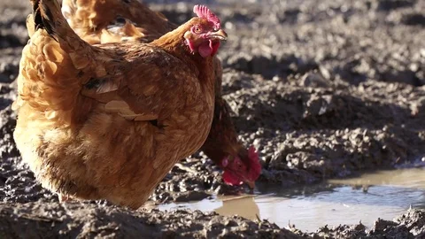 Chicken drinking from water-pit Stock Footage 84188680