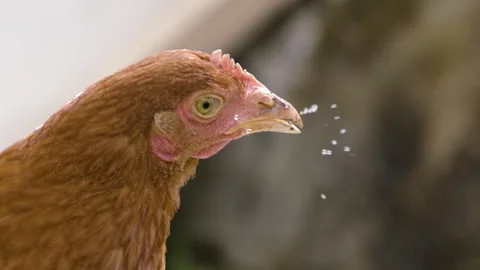 Chicken drinking water slowmotion Stock Footage 248436580