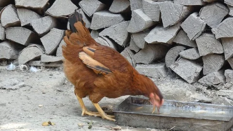 Chicken Drinking Water In the Yard Stock Footage 94698831
