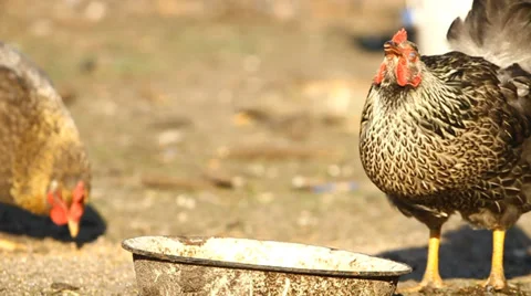 Chicken drinks water Vidéo 33360794