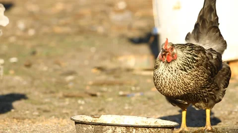 Chicken drinks water Stock Footage 36345839