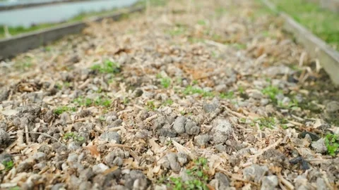 Chicken droppings with sawdust close-up on a vegetable garden bed in spring Stock Footage 305690153