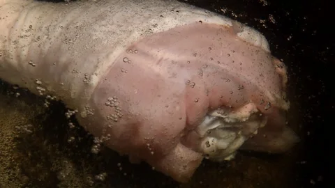 Chicken drumstick is being boiled Vidéo 302204248