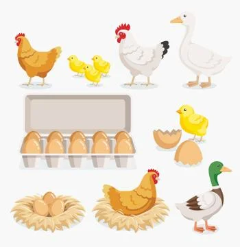 Chicken duck chick egg packaging and chicken eggs on the nests. Stock Illustration