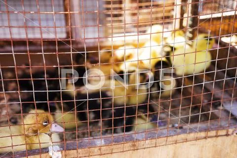 Chicken, duck, goose are caged for sale in the market. Stock Photos