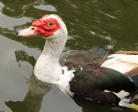 Chicken Duck Stock Photos