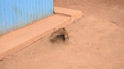 Chicken dust bathing Stock Footage 161234599