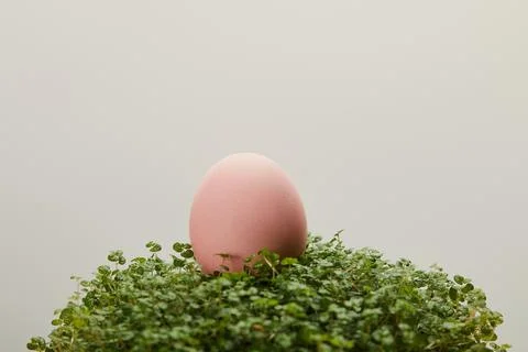 Chicken easter egg grass isolated Stock Photos