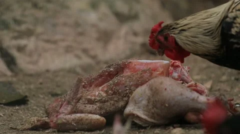 Chicken Eat Chicken Stock Footage 48487755