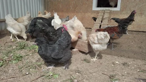 Chicken eat Stock Footage 154595103