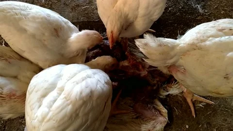 Chicken eating chicken Stock Footage 200956143