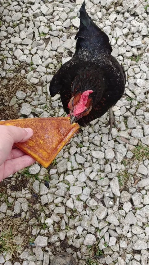 Chicken eating cornbread Video stock 157244992