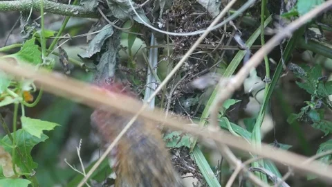 Chicken eating dried leaf of weed 스톡 동영상 73149071