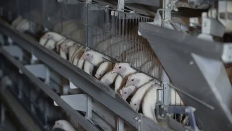 Chicken eating feed in factory Stockbeeldmateriaal 85263736
