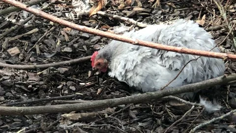 CHICKEN EATING Video stock 135018476