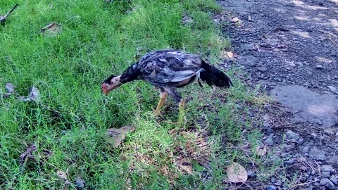 Chicken Eating Stock Footage 167619403